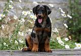 BEAUCERON - PUPPIES 241